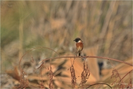 <p>RAMBORNÍČEK ČERNOHLAVÝ (Saxicola torquata) Řecko - Kréta –--- /African stonechat – Schwarzkehlchen/</p>